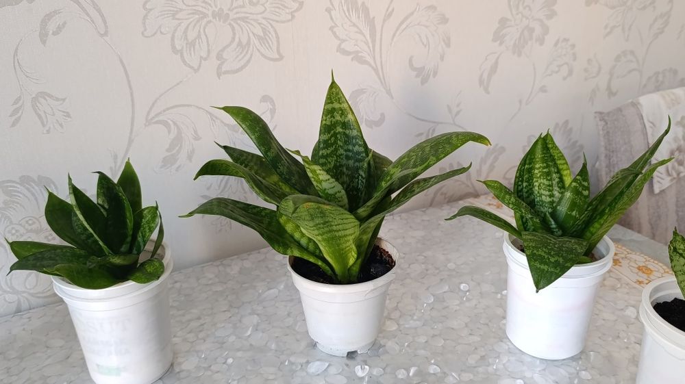 Комнатные растения. Сансевиерия