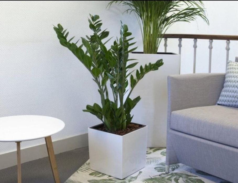 Замиокулькас в горшке фото Замиокулькас в горшке фото