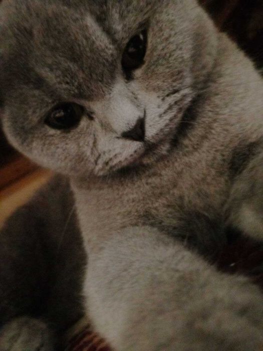 Mushuk sotiladi tezda