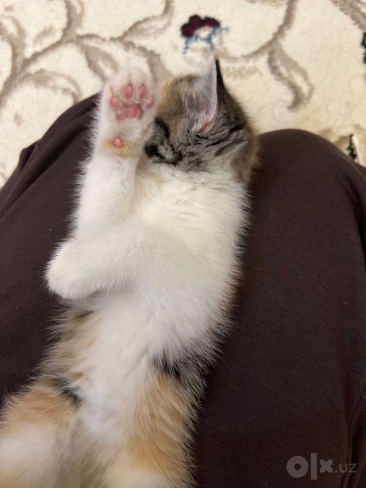Кошка 1.5 месяца красивая