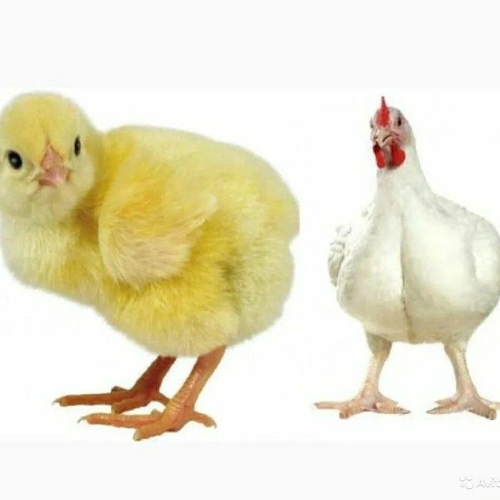 Цыплята,  Бройлер, Кобб-500,