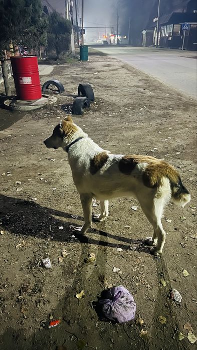 продам или обменяю на щенка