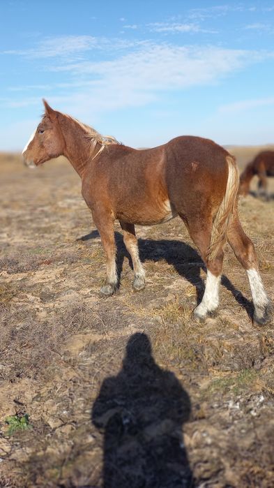 Продам тяжеловозных жеребят