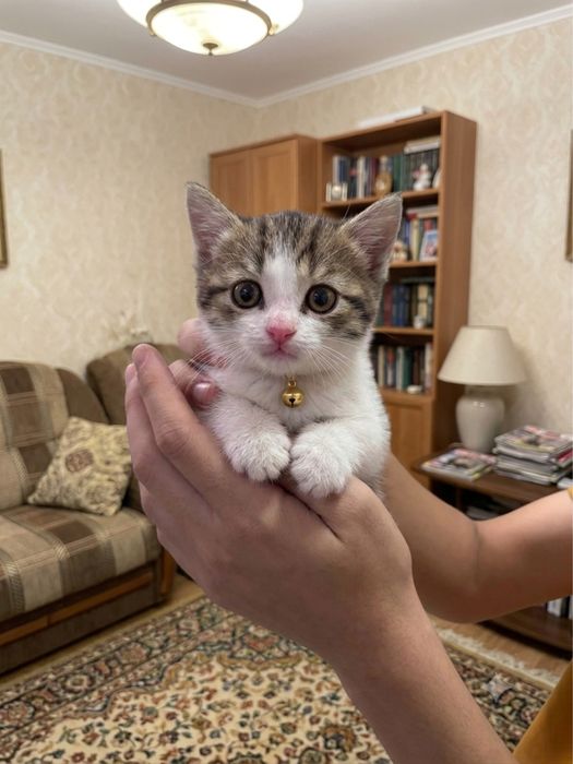 Милый котик в добрые руки