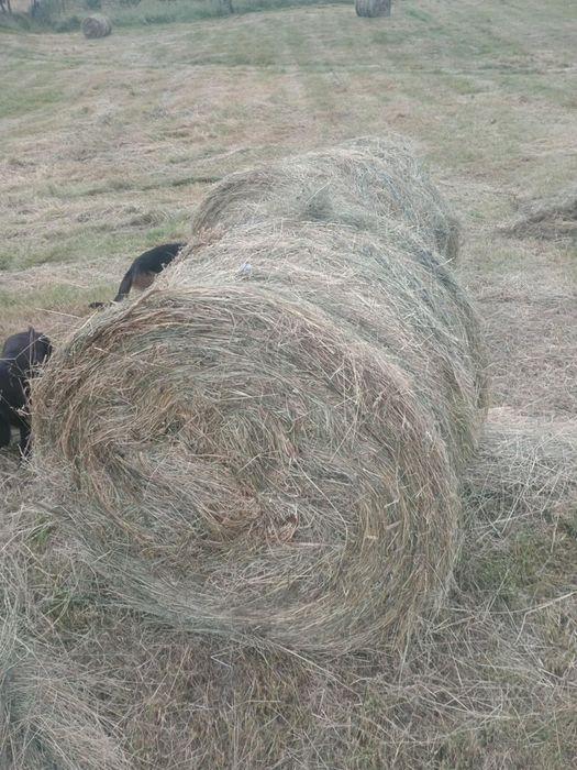 Băloți rotunzi de fan