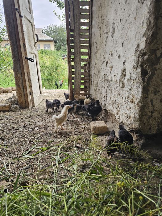 35 mingga Brama joʻjalari -  1 oylik,  uy sharoitida