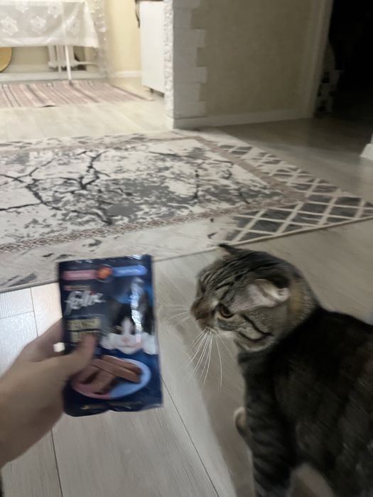 Отдам даром кота