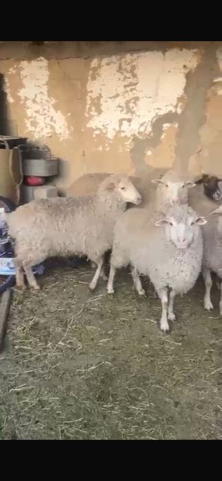 Кой сатам семіз 4ай байланган