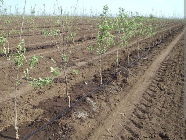 Bogbon sadovnik ishlarini qilamiz