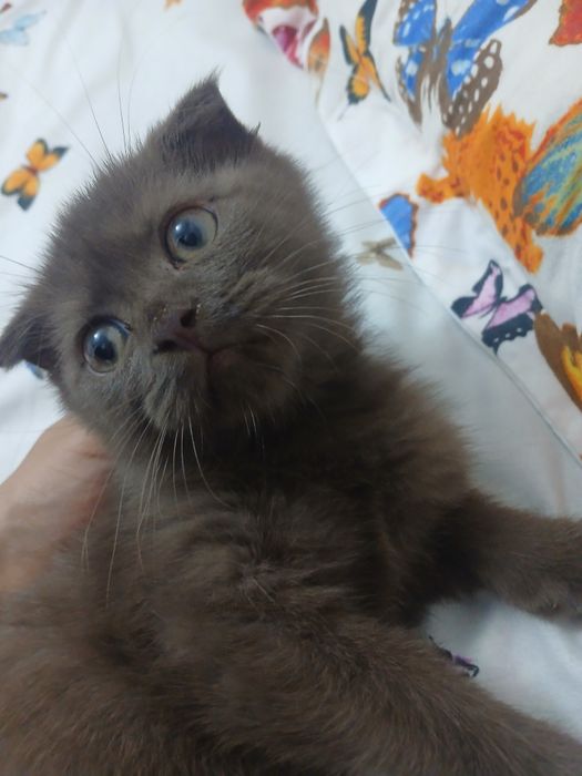 Scottish fold mushuk sotiladi
