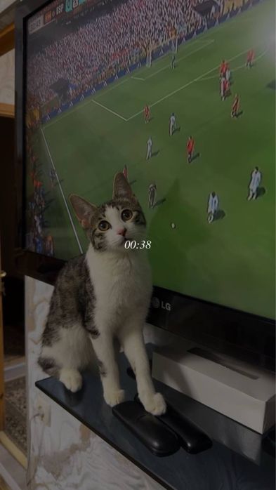 вязка кошке бесплатно