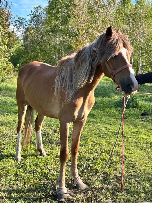 Продам Лошадей