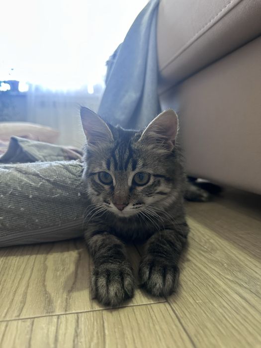 Отдам котенка в добрые руки