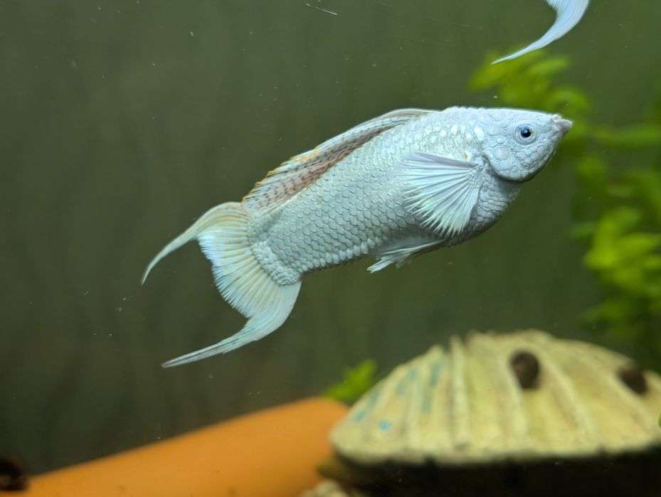 Моллинезия велифера платина