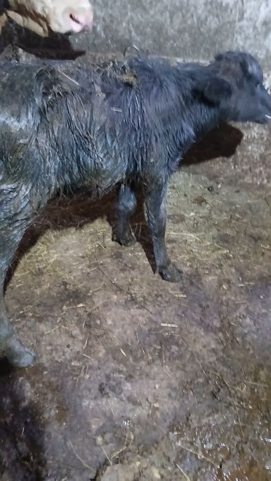 vand doua vitele de bivol