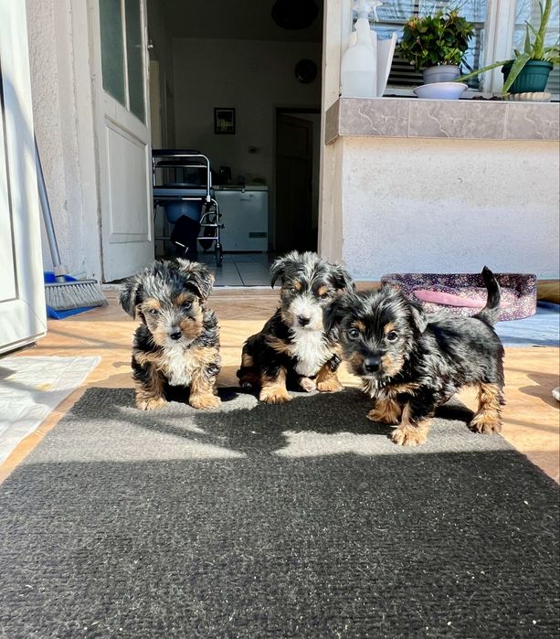 Йоркширски териери