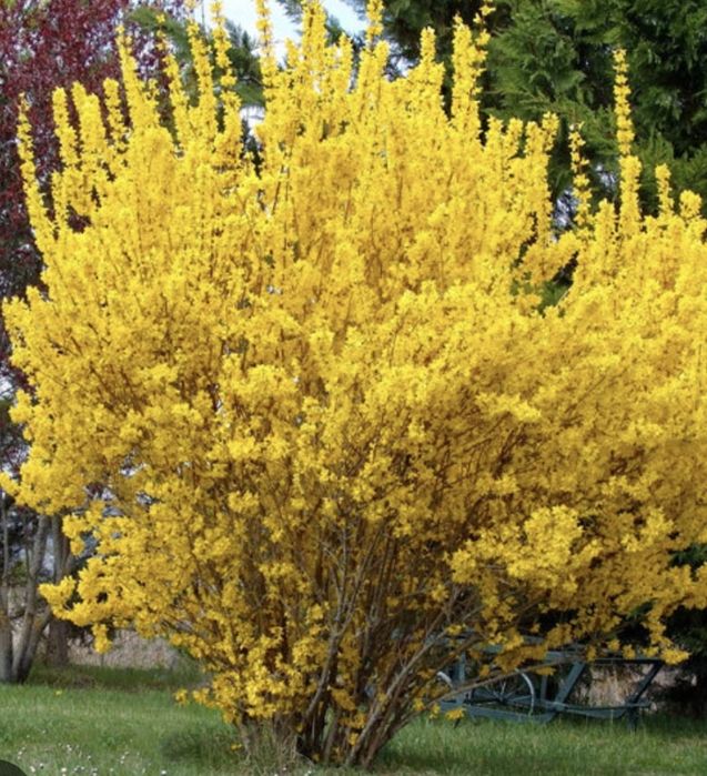 Форзиция саженцы