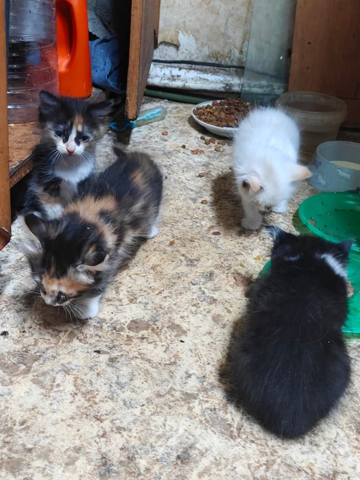 Отдаем котят в добрые руки