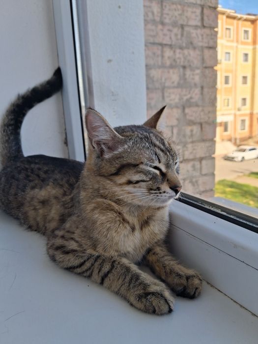 Котята, и мамаша