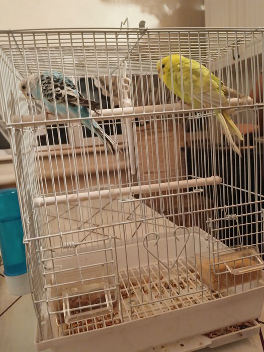 Папугай сатылады