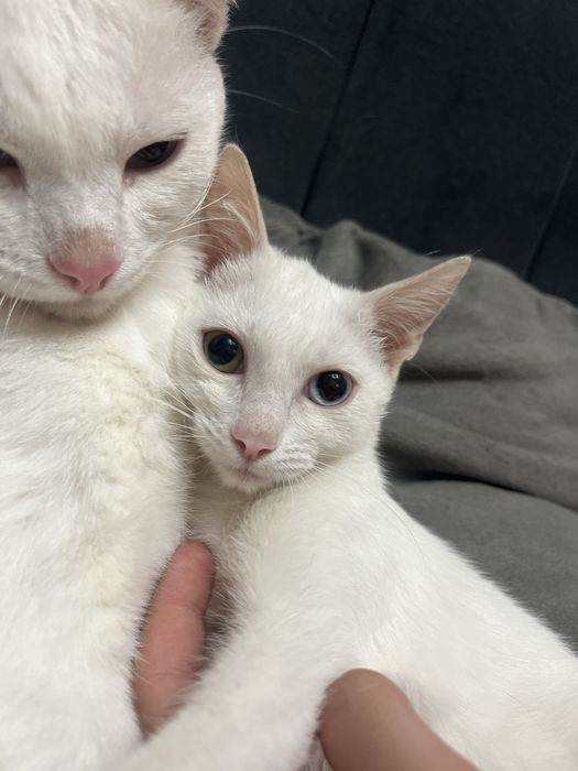 Котенок девочка в доьрые руки