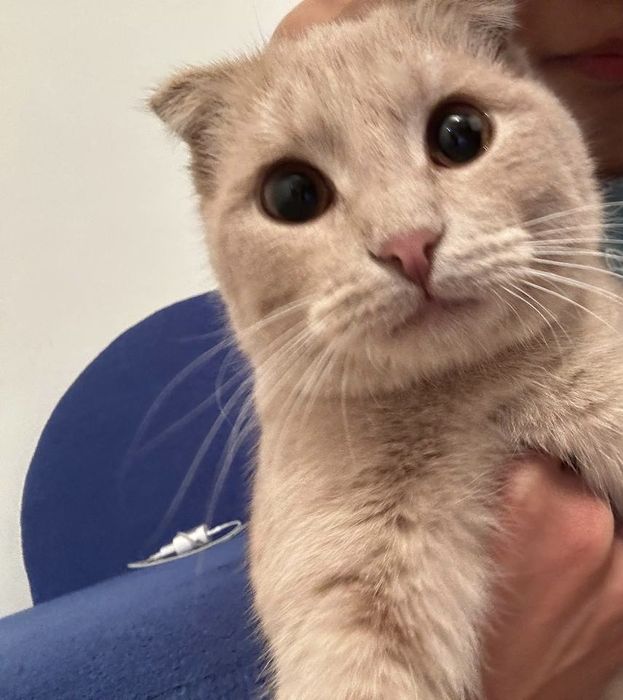 Отдам шотланский кошку бесплатно