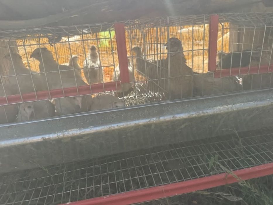 Vând, sau schimb animale pe animale!