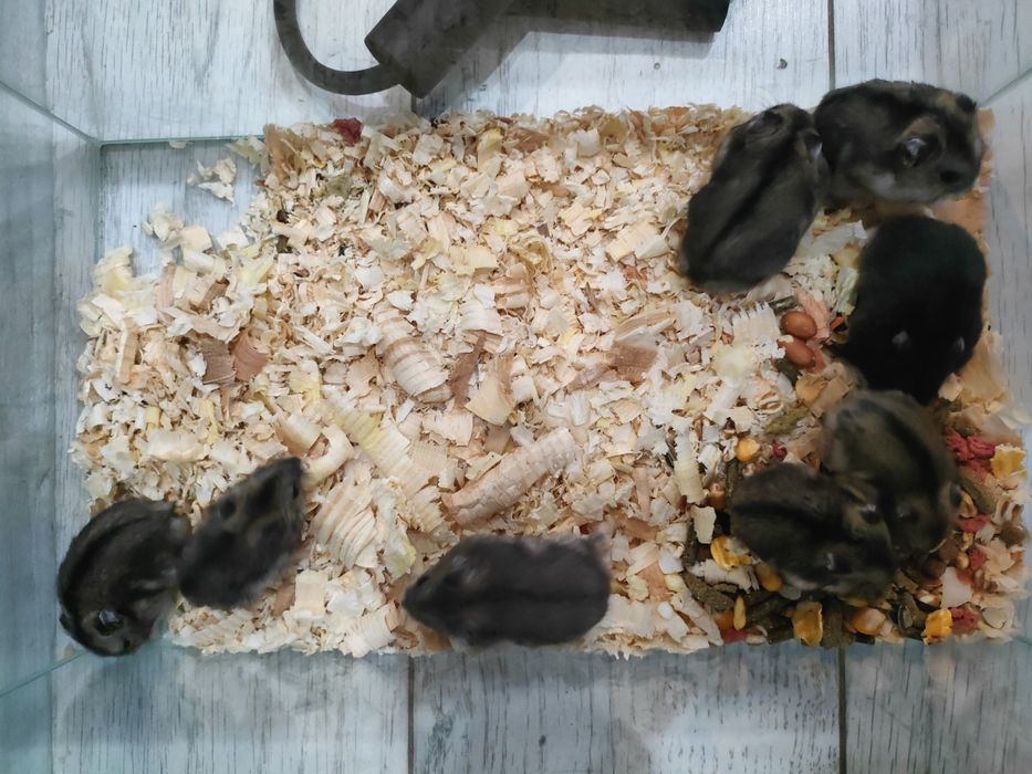 Продавам хамстери