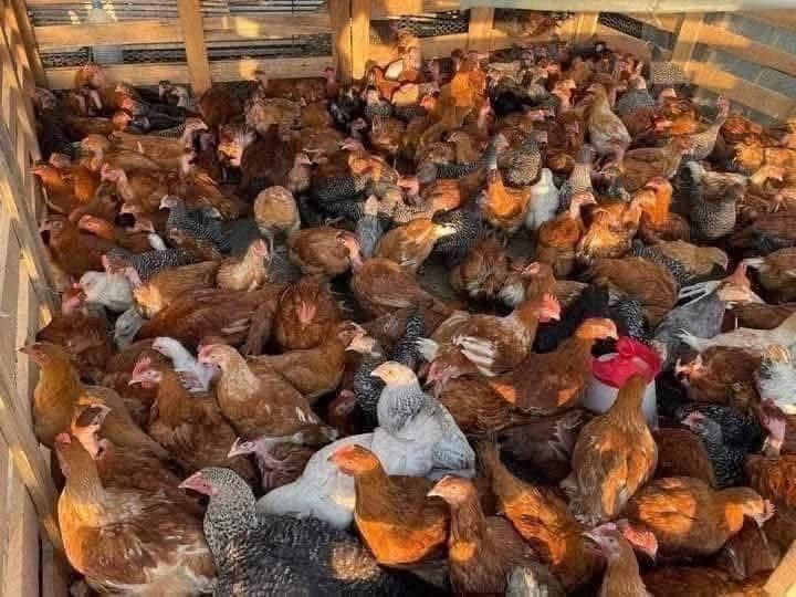 Vand pui albi de carne pui rasă mixtă colorat si găini rosi de ouă
