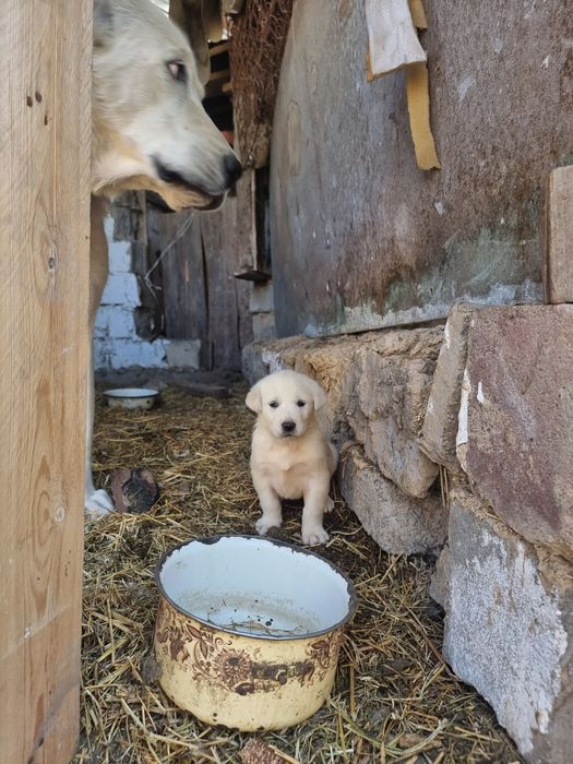 Обмен на курицу гусей и тб.