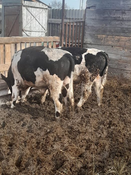 Продам быков на племя или мясо