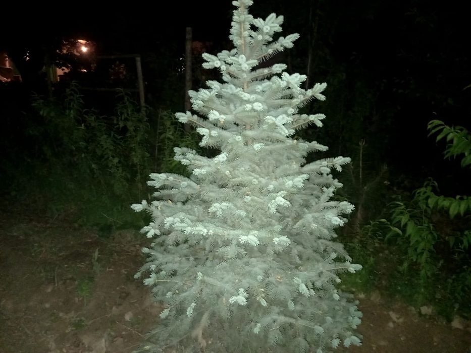 Йолка голубой ел моживилник