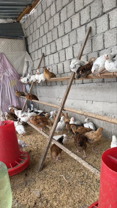 Адлер Серебристый и Корейские цыплята ханхян 2 месячные