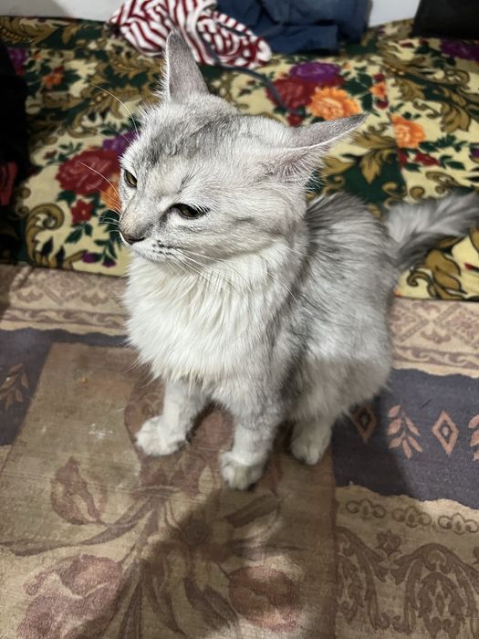 Sibirski shinshilla 1yosh