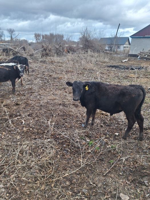 12 бас еркек тайынша сатлады
