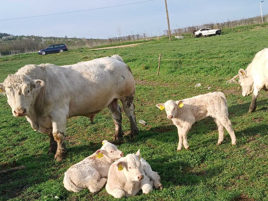 Taur montă cheroles