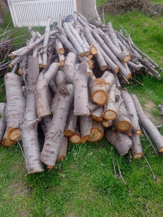 Утин бор оладиганлар