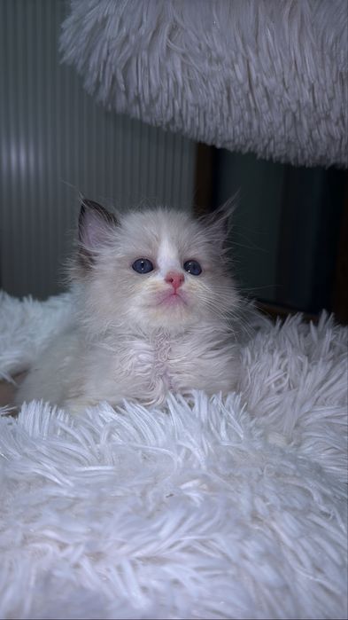 Рэгдолл. Regdoll. Рэгдолл.
