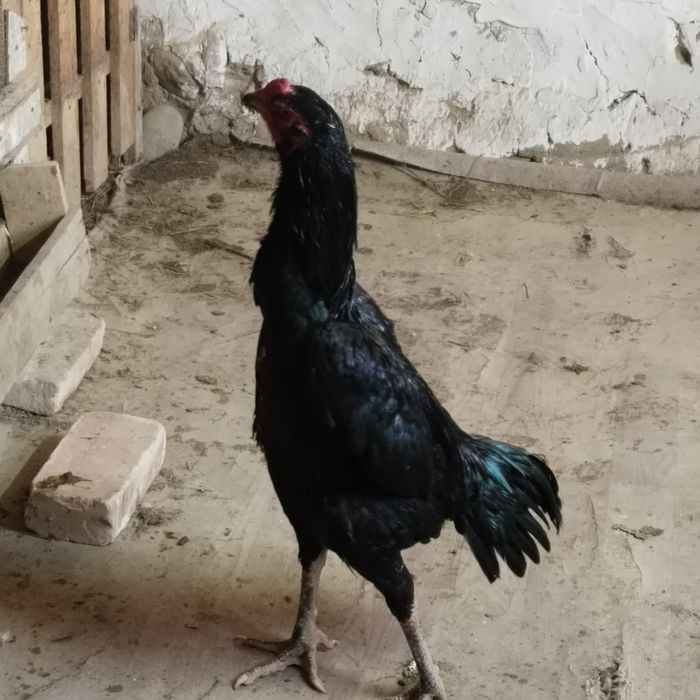 Продам Бойцовый дакан