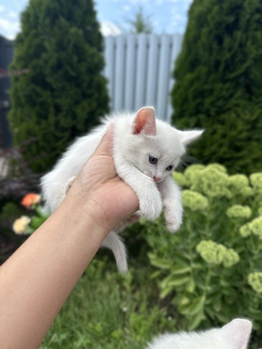 Продам котят 2 мальчика 1 девочка