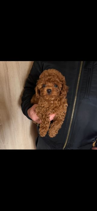 Toy poodle mini