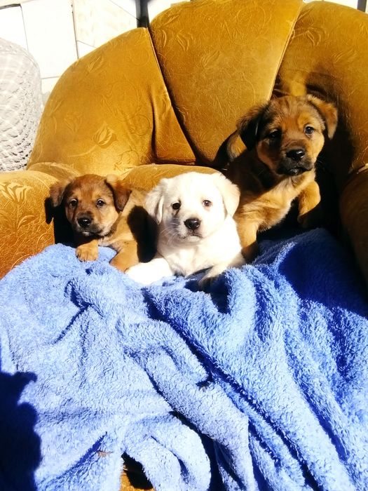 Щенки в добрые руки