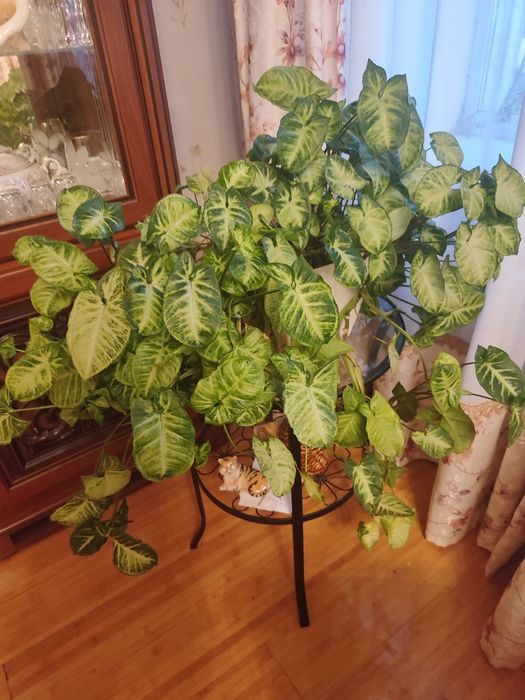 Комнатные цветы.