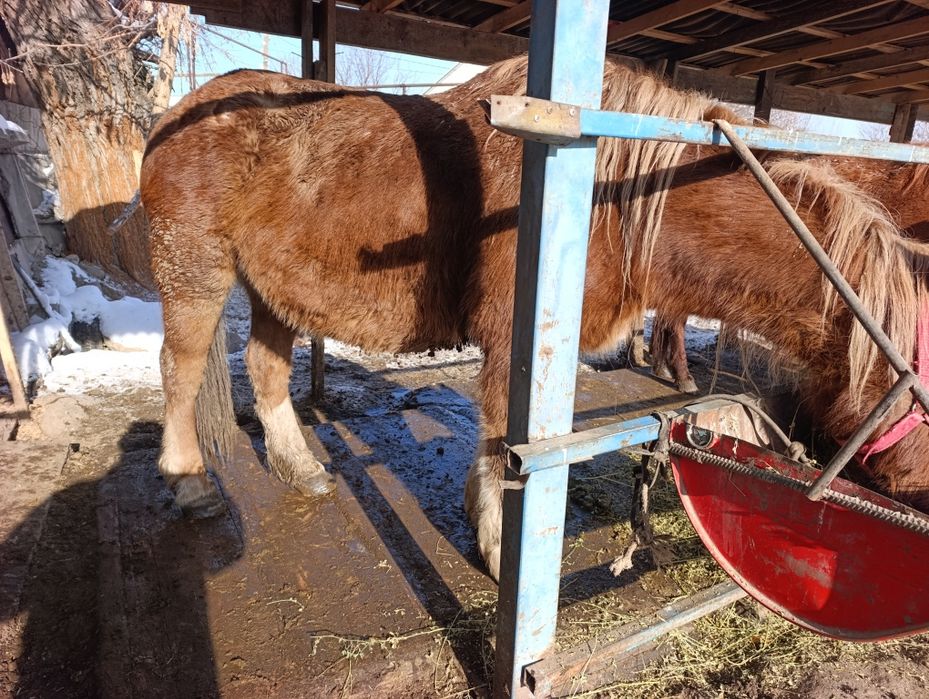 Сауын бие, дойная кобыла