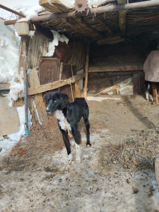 Қаншық тазыға обмен