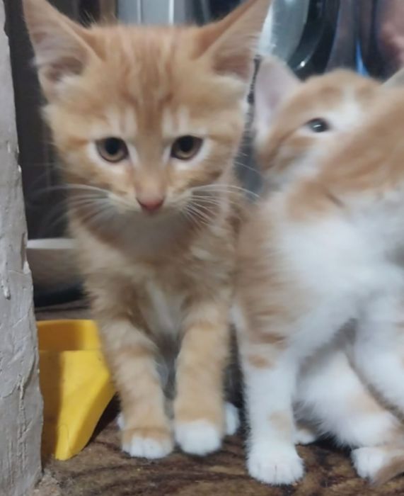 Котята 2 месяца.