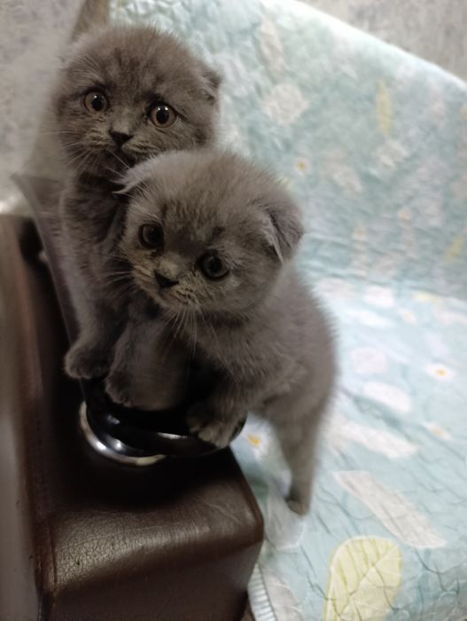 Продаются котята скоттиш фолд