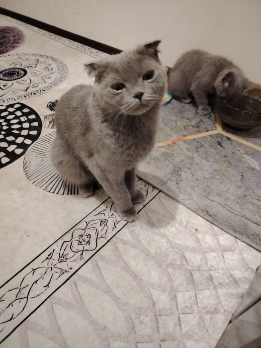 Шотландский котенок