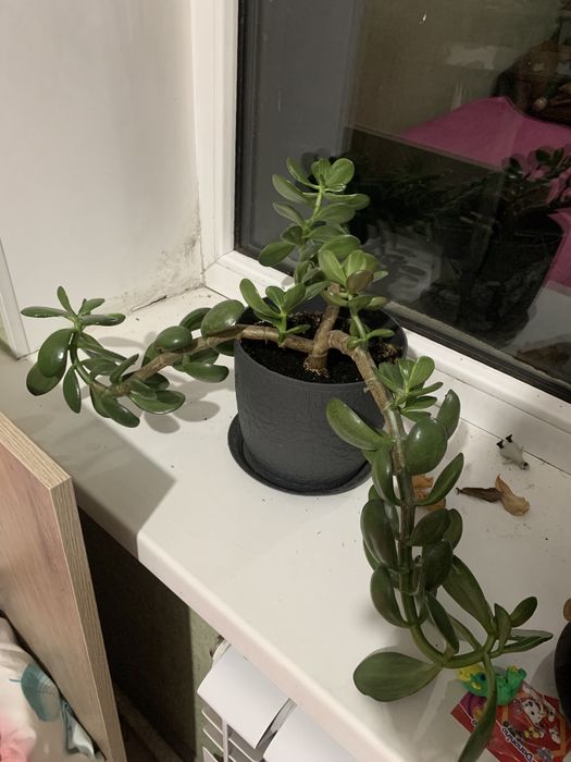 Цветы домашние алматы