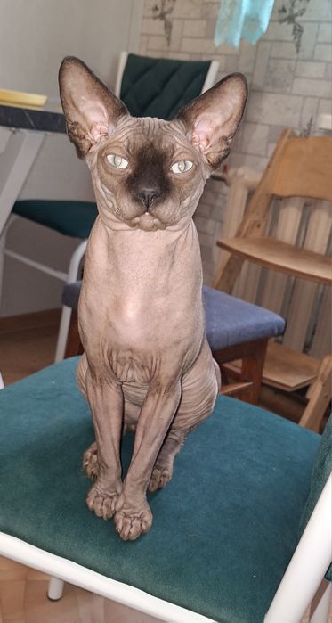 Чистокровный Канадец, мальчик  8 мес.